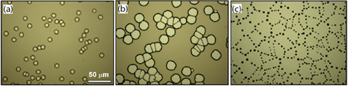 Optical micrographs illustrating the main stages of dewetting of a thin polystyrene film (PS, 110 nm